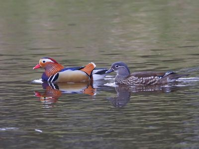 Mandarijneenden - Mandarin Ducks