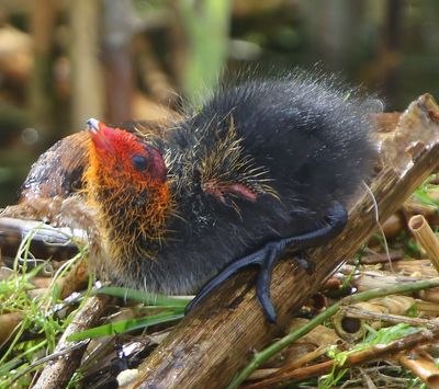 Meerkoet - Eurasian Coot