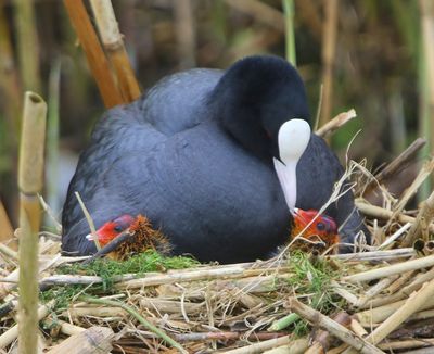 Meerkoeten - Eurasian Coots