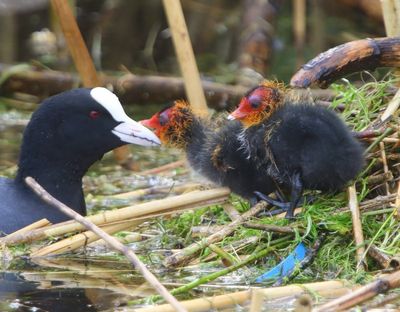Meerkoeten - Eurasian Coots