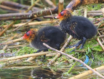 Meerkoeten - Eurasian Coots