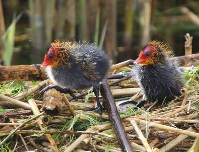Meerkoeten - Eurasian Coots