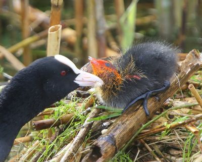 Meerkoeten - Eurasian Coots
