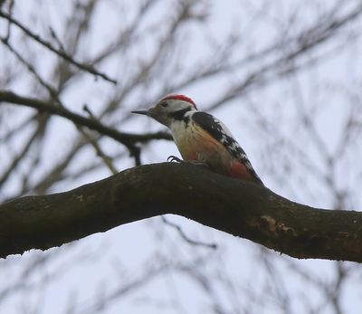 Middelste Bonte Specht - Middle Spotted Woodpecker