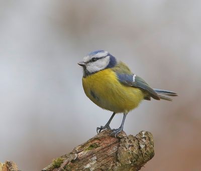 Pimpelmees - Blue Tit