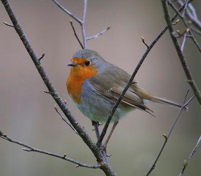 Roodborst - European Robin