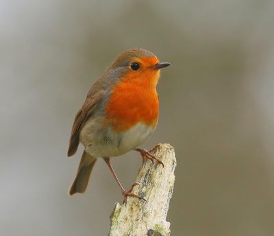 Roodborst - European Robin