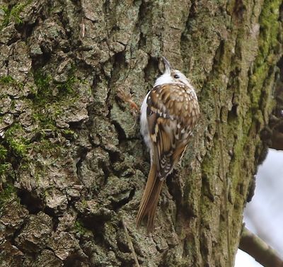 Taigaboomkruiper - Eurasian Treecreeper