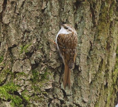 Taigaboomkruiper - Eurasian Treecreeper