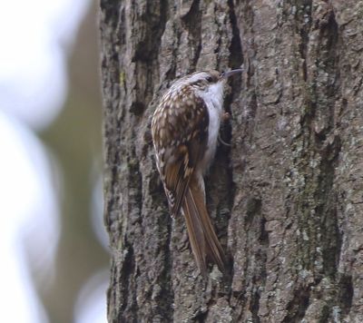 Taigaboomkruiper - Eurasian Treecreeper