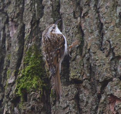Taigaboomkruiper - Eurasian Treecreeper