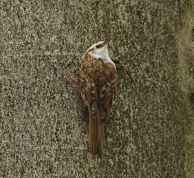 Taigaboomkruiper - Eurasian Treecreeper