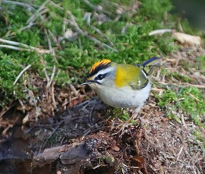 Vuurgoudhaan - Firecrest