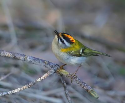 Vuurgoudhaan - Firecrest