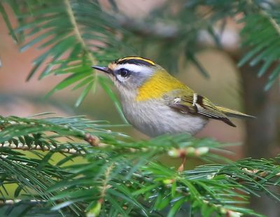 Vuurgoudhaan - Firecrest