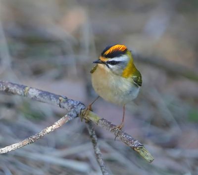 Vuurgoudhaan - Firecrest