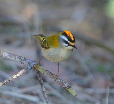 Vuurgoudhaan - Firecrest