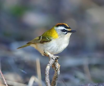 Vuurgoudhaan - Firecrest