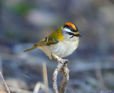 Vuurgoudhaan - Firecrest