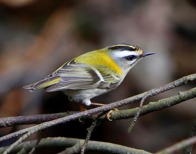 Vuurgoudhaan - Firecrest