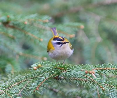 Vuurgoudhaan - Firecrest