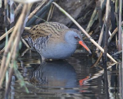 Waterral - Water Rail