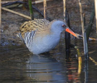 Waterral - Water Rail