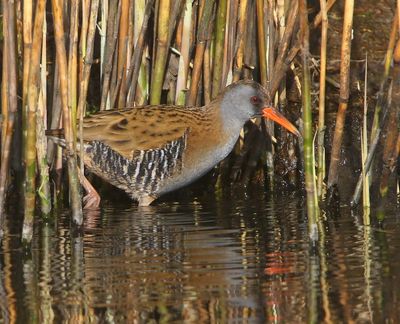 Waterral - Water Rail