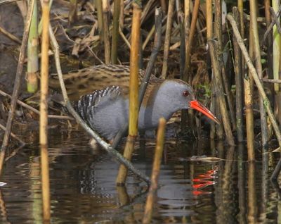 Waterral - Water Rail