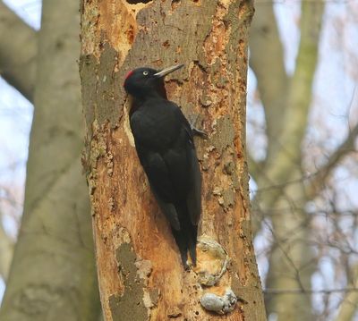 Zwarte Specht - Black Woodpecker