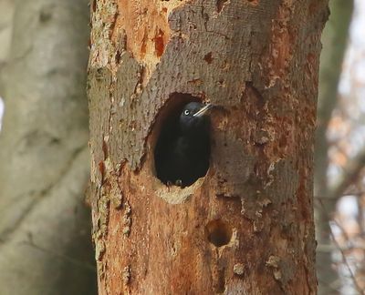 Zwarte Specht - Black Woodpecker