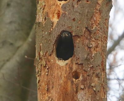 Zwarte Specht - Black Woodpecker