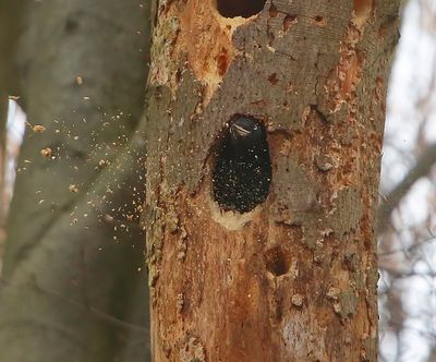 Zwarte Specht - Black Woodpecker