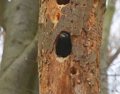 Zwarte Specht - Black Woodpecker