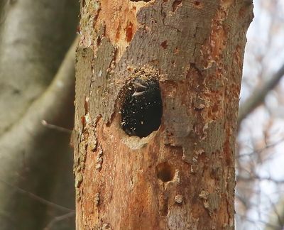 Zwarte Specht - Black Woodpecker