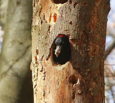 Zwarte Specht - Black Woodpecker