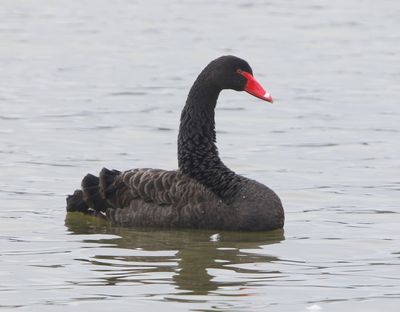 Zwarte Zwaan - Black Swan