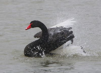 Zwarte Zwaan - Black Swan