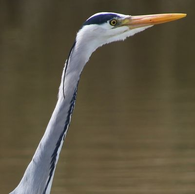 Blauwe Reiger - Grey Heron