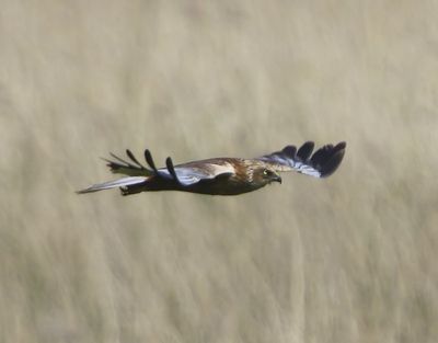 Bruine Kiekendief - Western Marsh Harrier