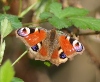 Dagpauwoog - Peacock Butterfly