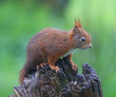 Eekhoorn - Squirrel