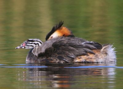 Futen - Great Crested Grebes