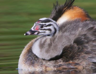 Futen - Great Crested Grebes