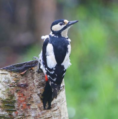 Grote Bonte Specht - Great Spotted Woodpecker 