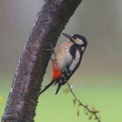 Grote Bonte Specht - Great Spotted Woodpecker