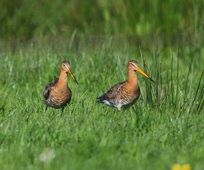 Grutto's - Black-tailed Godwits