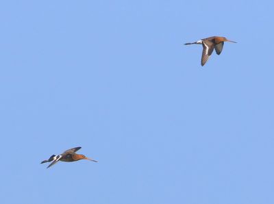 Grutto's - Black-tailed Godwits