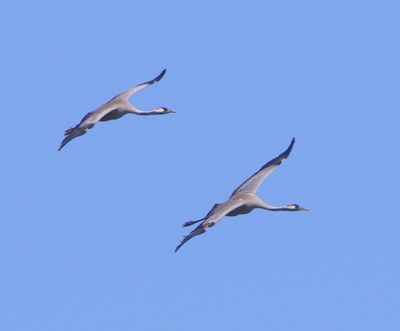 Kraanvogels - Cranes