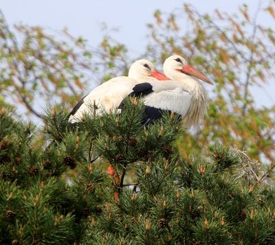 Ooievaars - White Storks